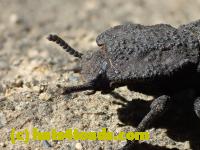 /home//u458753944/public_html/sourcegallery////////////////Insects and small critters/beetles (Coleoptera)/P4230847.JPG